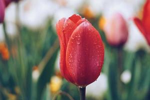 rood roze tulp bloemen in de tuin in het voorjaar foto