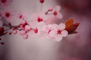 roze bloemen in het lenteseizoen, sakura-kersenbloesems foto