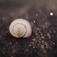 kleine witte slak in de natuur foto