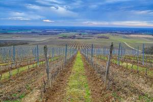 bewolkt dag in de wijngaarden van de tokaj regio foto