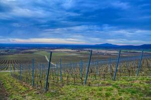 bewolkt dag in de wijngaarden van de tokaj regio foto