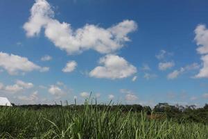 groen velden van overvloedig groei foto