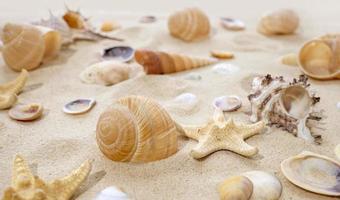 de concept van zomer, rust uit, zee, reizen. zeester en schelpen Aan de zand. top visie van zanderig achtergrond met duinen foto