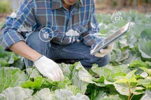 boeren gebruik de hoofd gegevens netwerk in de internetten, agrarisch technologie, werk Aan Bijsnijden gegevens analyse door tablet ,technologie voor plantage gegevens koppeling met internet maken een mooi zo fabriek biologisch Product. foto