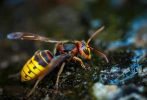 honing bij detailopname foto