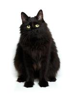 schattig pluizig zwart kat geïsoleerd Aan wit foto