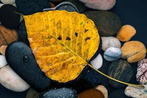 geel herfstblad op stenen foto