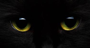 geel groen ogen van een zwart kat detailopname foto