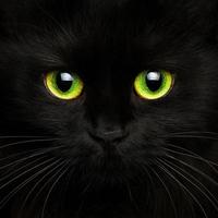 schattig uiteinde van een loop van een zwart kat dichtbij omhoog foto