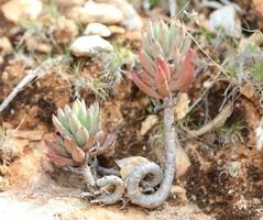 wild berg bloem Aan rotsen dichtbij omhoog botanisch achtergrond sedum okerbloem familie crassulaceae groot grootte hoog kwaliteit afdrukken foto