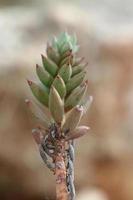 wild berg bloem Aan rotsen dichtbij omhoog botanisch achtergrond sedum okerbloem familie crassulaceae groot grootte hoog kwaliteit afdrukken foto