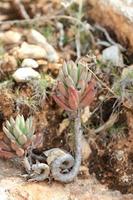 wild berg bloem Aan rotsen dichtbij omhoog botanisch achtergrond sedum okerbloem familie crassulaceae groot grootte hoog kwaliteit afdrukken foto