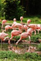 een groep roze flamingo's op jacht in de vijver, oase van groen in stedelijke omgeving. flamingo's in de dierentuin foto