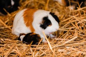 schattig rood en wit Guinea varken Aan de hooi detailopname. weinig huisdier in haar huis foto