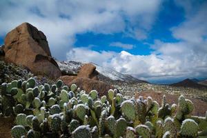 sneeuw gedekt cactussen in geluid woestijn foto