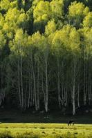 de mooi berk Woud in voorjaar in hemu dorp, xinjiang is Leuk vinden een sprookjesland foto