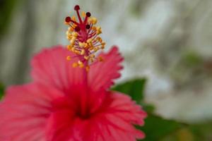 dichtbij rood kleur hibiscus bloem, hibiscus bloem behang foto