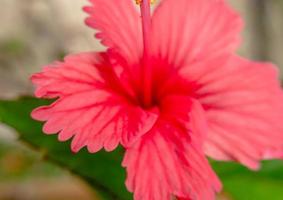 dichtbij rood kleur hibiscus bloem, hibiscus bloem behang foto