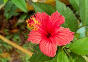 dichtbij rood kleur hibiscus bloem, hibiscus bloem behang foto