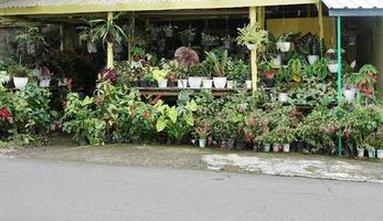 bloem tuin in platteland met weg en Woud foto