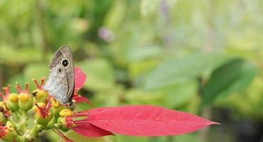 vlinders baars Aan bloemen in de ochtend- foto