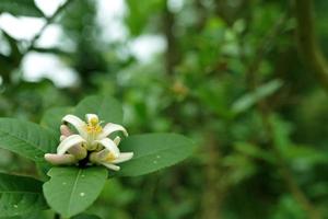guava boom bloem met groen bladeren in de ochtendguave boom bloem met groen bladeren in de tuin foto