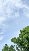 mooi blauw lucht bomen visie. foto