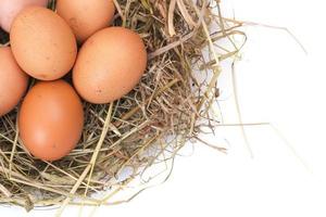 bruine eieren in een nest foto