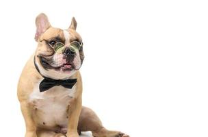 schattig Frans bulldog slijtage bril met zwart boog stropdas en kijken Bij camera geïsoleerd foto