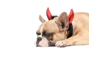 Frans bulldog vervelend een duivel toeter vormig hoofdband, aan het liegen verveeld en moe foto