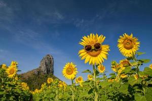 schattig zonnebloem slijtage zonnebril en glimlach met blauw lucht Bij zonnebloem veld- foto