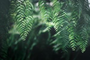 nephrolepid sp, varen in tuin, wijnoogst toon foto