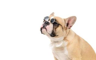 schattig Frans bulldog slijtage zon bril en wit boog stropdas geïsoleerd foto