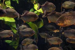 groep van piranha's drijvend in een aquarium foto