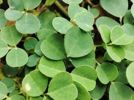 fabriek met de Latijns naam desmodium adscendens foto