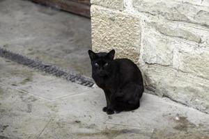 straat verlaten katten foto