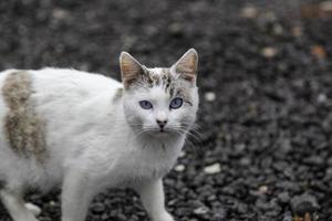 straat verlaten katten foto