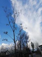 blauw lucht met wolken en boom foto