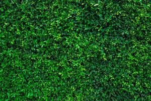 kleine groene bladeren op de textuurachtergrond van de haagmuur. close-up groene haagplant in de tuin. eco groenblijvende haagmuur. natuurlijke achtergrond. schoonheid in de natuur. groene bladeren met natuurlijk patroonbehang. foto