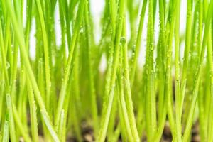 dichtbij omhoog van groen gras met regendruppel foto