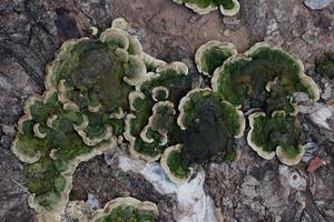 harige beugelzwam, of trametes hirsuta, op hout foto