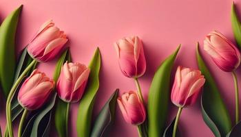 voorjaar tulp bloemen Aan roze achtergrond top visie in vlak leggen stijl. foto