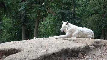 portret van arctisch wolf. canis lupus arctos. foto