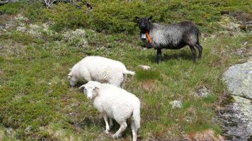 schapen begrazing Aan een berg helling in Noorwegen foto