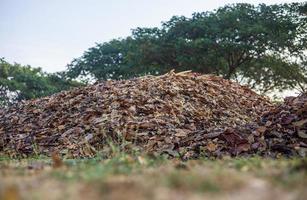 laag hoek voorgrond door de gras Aan de grond naar de veel aambeien van droog bladeren. foto