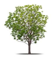 boom geïsoleerd Aan wit achtergrond realistisch met schaduw in hoog kwaliteit knipsel masker, tropisch boom gebruikt voor reclame ontwerp en grafisch decoratie foto