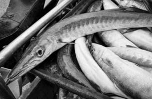 detailopname vers koning makreel vis met schelp Bij lokaal zeevruchten markt voor verkoop, koning makreel vis zijn beschikbaar in supermarkten is een populair zeevruchten met een heerlijk smaak, koning makreel vis achtergrond foto