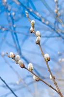 takken met katjes met blauw lucht achtergrond foto