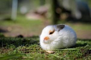 konijn, dichtbij omhoog schot. foto