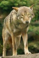 portret van grijs wolf foto